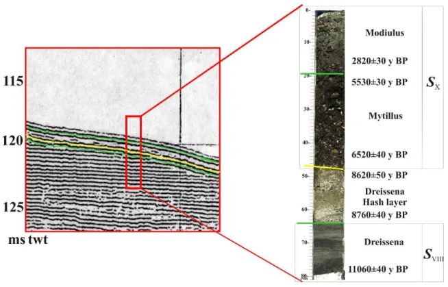 Figure 6: Age and character of the last seismic sequences S VIII  (limnic sediments) and S X  (marine sediments