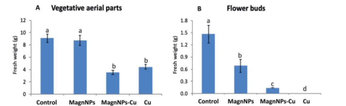 Fig. 1 Fresh weights (g) of (A) the vegetative aerial parts (stems and leaves) and (B) the ﬂ ower buds (right graph) of the plants measured after 57 days of growth in the four soils (control soil, soil with 1 wt% magnNPs, soil with copper (500 mg kg 1 ) an