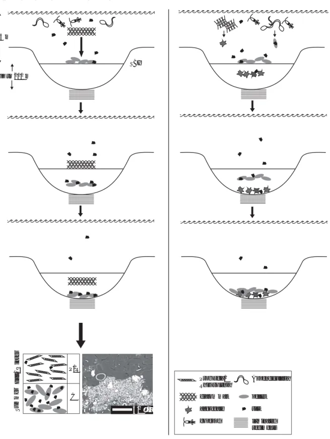 Fig. 9. Schematic diagrams of the proposed mechanism involved in the formation of light and dark continuous layers of coccol- coccol-ith/Rhizosolenia (Proboscia) couplets (a), and pocket-like structure (b) in laminated sediments of the Shaban Deep, norther