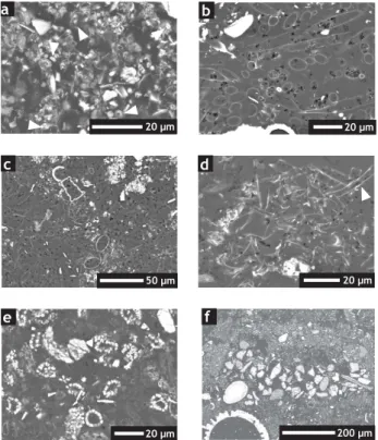 Fig. 7. BSEI photographs of fecal pellet types and composition in multicore GeoB 7805-1