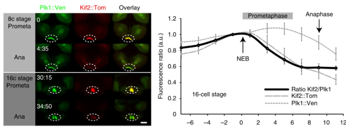 Fig. 3 Kif2 dynamics at the CAB. a Exogenous Kif2 dynamics at CAB. Unfertilized eggs were microinjected with mRNA encoding Kif2::Tom and Plk1::Venus which also labels the CAB