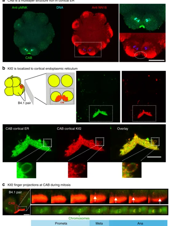 Fig. 4 Kif2 protein localizes to the domain of cortical ER in the CAB. a CAB is a multilayered cortical structure rich in cortical ER