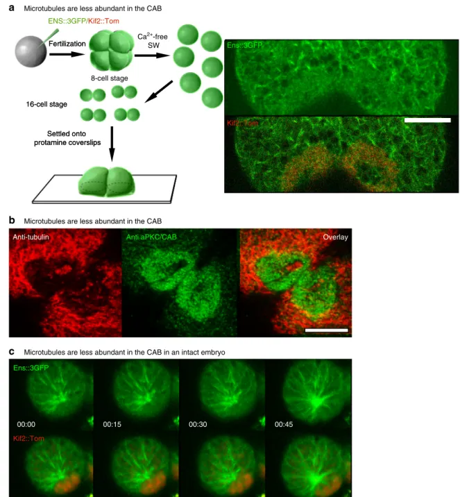Fig. 5 Microtubule dynamics at the cortical CAB. a Microtubules are less abundant in the CAB