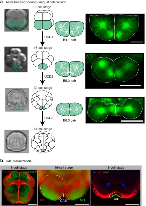 Fig. 1 Microtubules and centrosome-attracting body (CAB) during UCD. a Aster behavior during unequal cell division