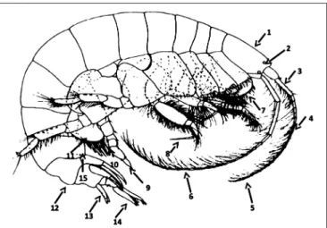 FIGURE 1 | Main morphological characters used in the female Ampelisca key.