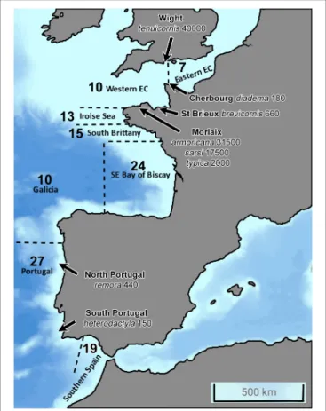 FIGURE 2 | North-eastern Atlantic Coast from the Strait of Gibraltar, South, to the Strait of Dover, North, showing the eight geographical locations under study for the distribution of Ampelisca species
