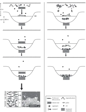 Fig. 9. Schematic diagrams of the proposed mechanism involved in the formation of light and dark continuous layers of coccolith/Rhizosolenia (Proboscia) couplets (a), and pocket-like structure (b) in laminated sediments of the Shaban Deep, northern Red Sea