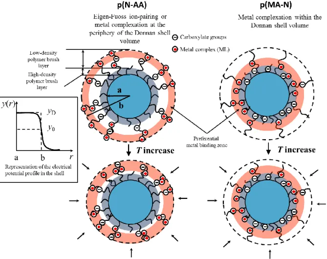 Figure  5:  Schemes  representing  the  preferential  locations  of  metal  binding  in  the  shell  compartments  of  p(N- p(N-AA) and p(MA-N) particulate ligands according to temperature (see text for more details)
