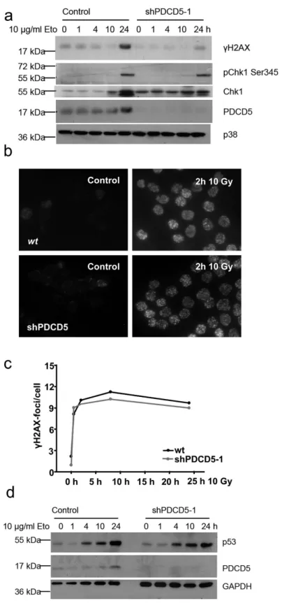 Figure 5.  Normal DNA damage response in PDCD5 deficient cells. (a) Hct116 cells carrying an inducible  PDCD5 shRNA were treated with etoposide for the indicated times after PDCD5 knockdown