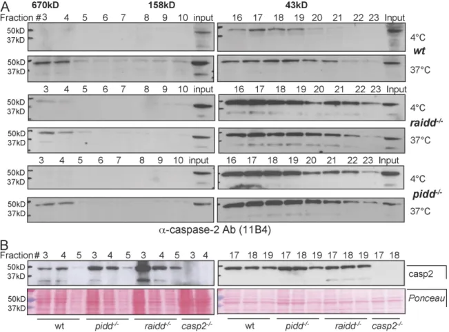 Figure 7.  The PIDDosome is not required for the formation of high molecular weight complexes containing caspase-2