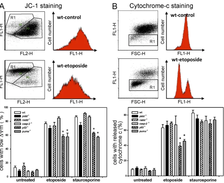 Figure 4.  Impact of PIDDosome loss on mitochondrial function and cytochrome c release