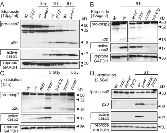 Figure 5.  Caspase-2 processing occurs in thymocytes lacking the PIDDosome. (A) Thymocytes isolated from wild-type (wt) and pidd /  mice were cultured  without further treatment or stimulated with etoposide