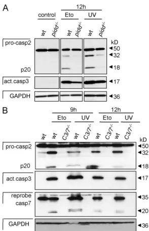 Figure  6.  Caspase-2  processing  is  delayed  in  PIDD-deficient  MEFs  but  still  requires  effector  caspase  activation