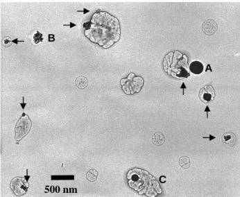 Fig. 5. Ternary diagrams of C-O-(K+S) and C-S-K ratios for tar balls collected during the pollution episode (PM 0.2−1 and PM 1−3.3 samples 6–7)