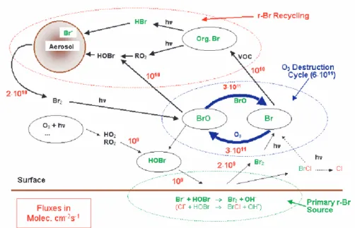 Fig. 1. Scheme of bromine explosion with neglected chlorine chemistry. See text for details