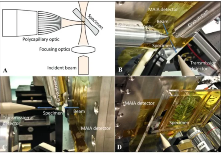Figure 1. Experimental setup at the XFM beamline of the Australian Synchrotron: [A] Schematic 821 