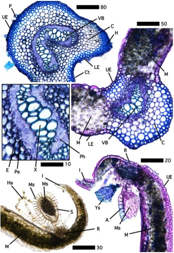 Figure 2. Toluidine blue stained Pteris vittata sections: [clockwise from top left] section of the 832 