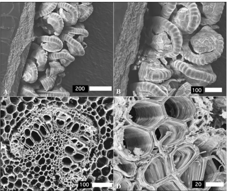 Figure 3. Scanning Electron Microscopy (SEM) images of Pteris vittata tissues: [A] sporangium 840 