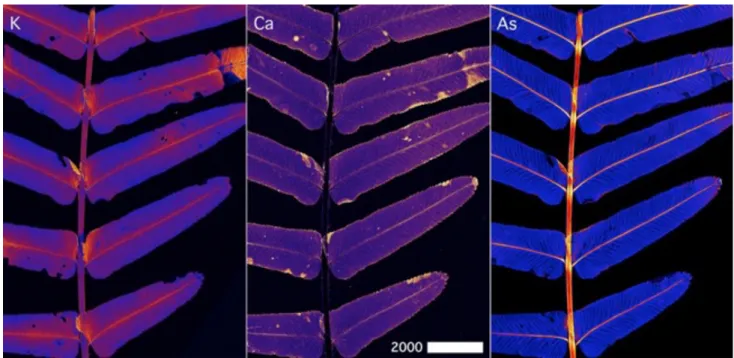 Figure 4. Planar µXRF maps of Ca, K and As of a live Pteris vittata of a partial frond with pinnae 847 