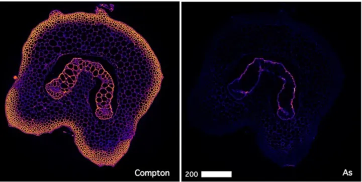 Figure 7 Single-slice µXRF tomogram of a freeze-dried Pteris vittata rachis examined at room 870 