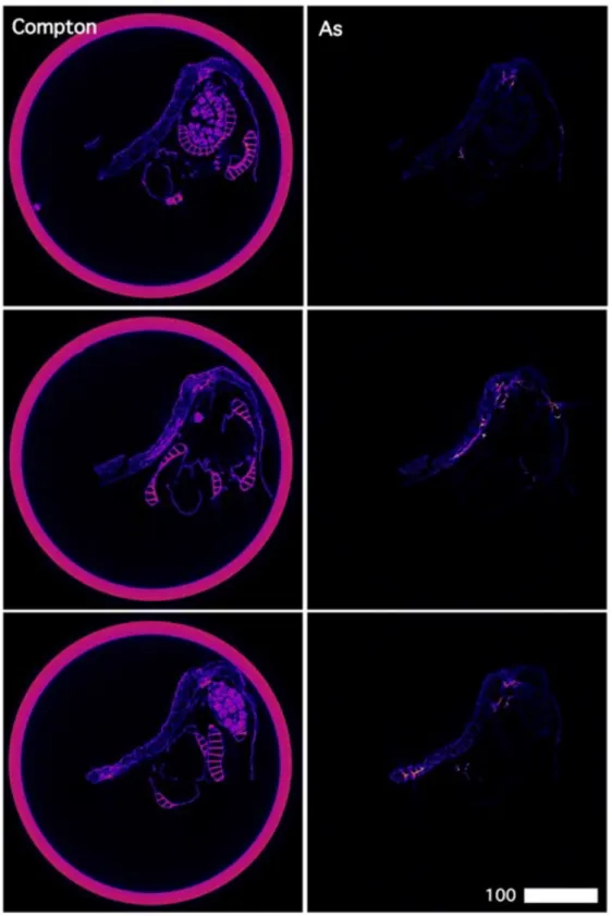 Figure 8. Single-slice µXRF tomograms of a freeze-dried Pteris vittata pinnule margin inside a 877 