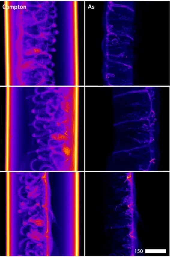 Figure 9.  2D µXRF maps of a freeze-dried Pteris vittata pinnule margin inside a Kapton capillary 884 