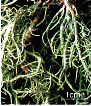 Figure 4). Such a decrease has been reported previously for rainwaters over the same  dis-tance range [Stallard and Edmond, 1981;  Mey-beck, 1984] and interpreted as the result of atmospheric settling of sea-salt aerosols of different sizes [Delmas and Ser