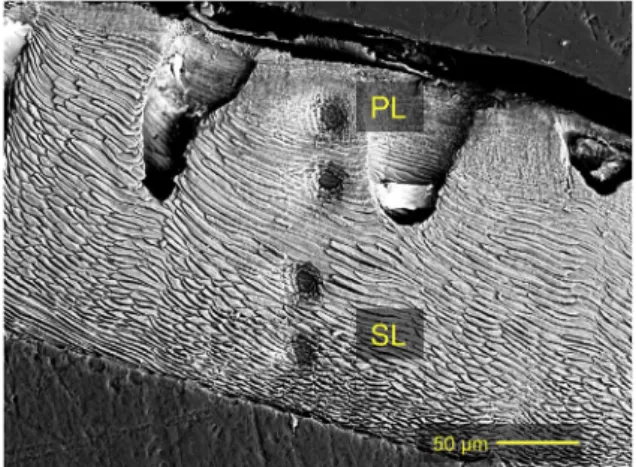 Fig. 6. Scanning electron microscope (SEM) image example depicting the diﬀerent microstructures and a typical SIMS  (sec-ondary ion mass spectrometry) d 11 B proﬁle