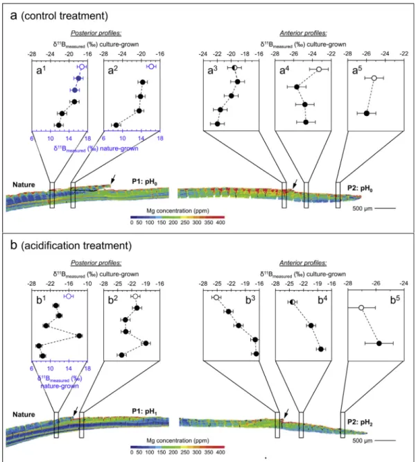 Fig. 7. Secondary ion mass spectrometry (SIMS) d 11 B proﬁles in cultured M. venosa: (a) cultured under control conditions (pH 0 ), and (b) low- low-pH conditions (low-pH 1 and pH 2 )