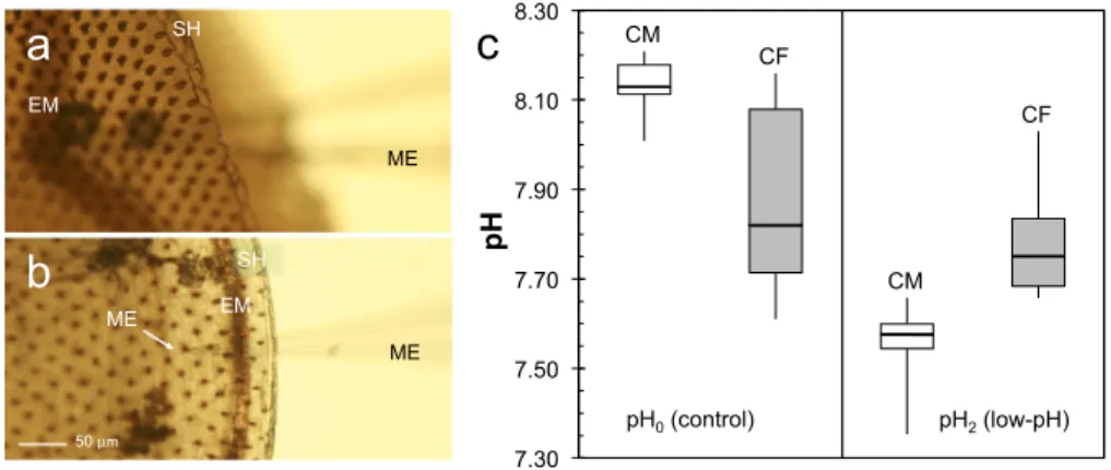 Fig. 8. Microelectrode pH measurements in the calcifying ﬂuid. Left panels: photographs taken from below of the M