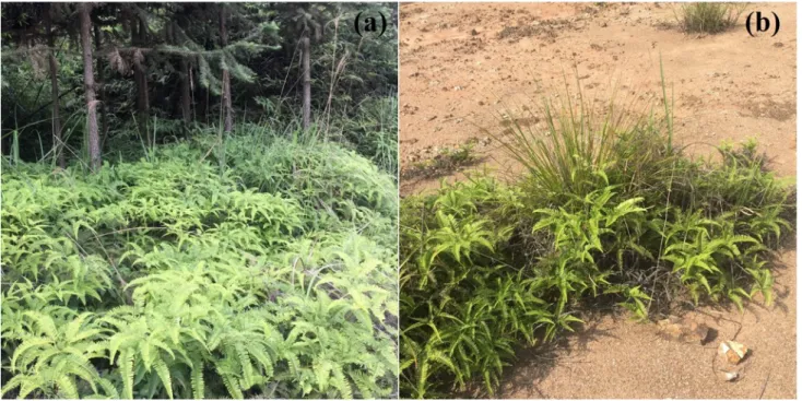 Fig. 1.  Live  Dicranopteris linearis grown at (a) the understory of Cunninghamia lanceolata; (b) an 596 