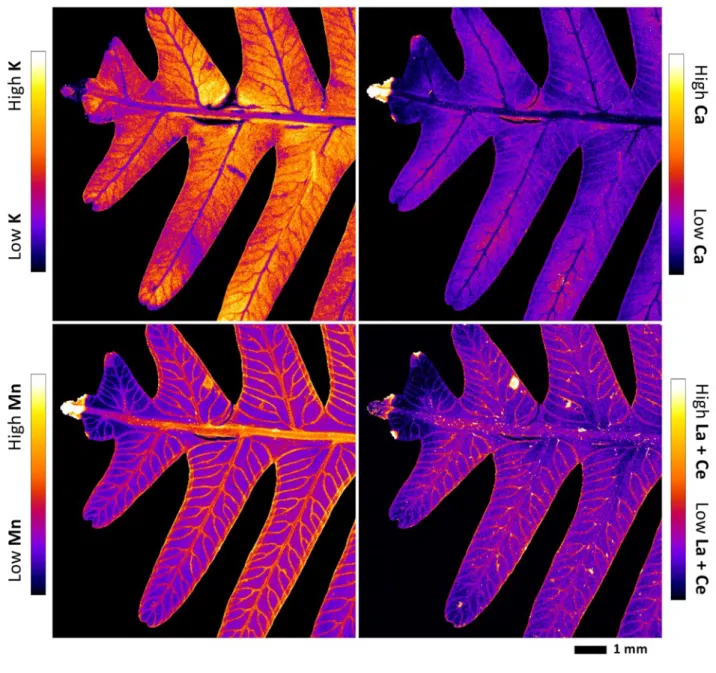 Fig. 2. Elemental µ-XRF maps of fresh Dicranopteris linearis pinna. The maps measure 8.86 × 8.56 602 