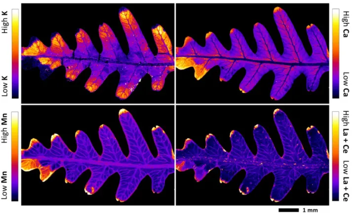 Fig. 3. Elemental µ-XRF maps of fresh Dicranopteris linearis pinna. The maps measure 13.1 × 8.58 608 