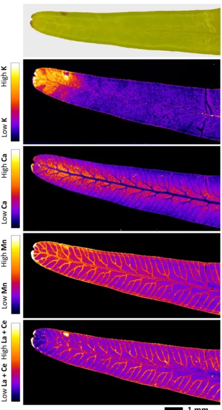 Fig.  4.  Elemental  µ-XRF  maps  of  fresh  Dicranopteris linearis  pinnule.  The  maps  measure  10.2  × 614 