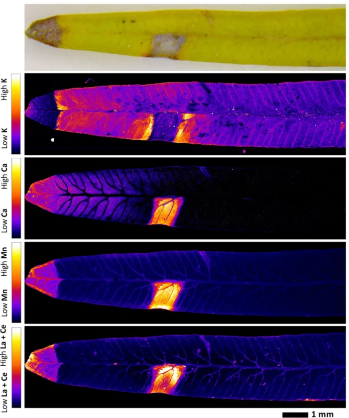 Fig. 5.  Elemental µ-XRF maps of fresh Dicranopteris linearis pinnule. The maps measure 12.95 × 619 