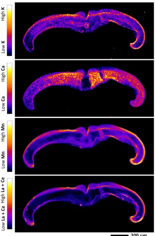 Fig.  6.  Elemental  µ-XRF  maps  of  fresh  Dicranopteris  linearis  pinnule  cross-section