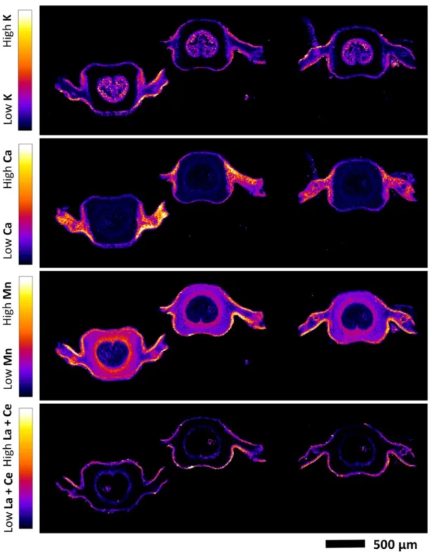 Fig. 7.  Elemental µ-XRF maps of fresh Dicranopteris linearis midvein cross-section of pinna