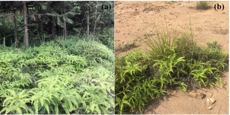 Fig. S1. Live Dicranopteris linearis grown at (a) the understory of Cunninghamia lanceolata; (b) an 