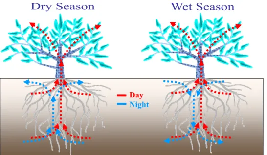 Fig. 1. Schematic description of the hydraulic redistribution.