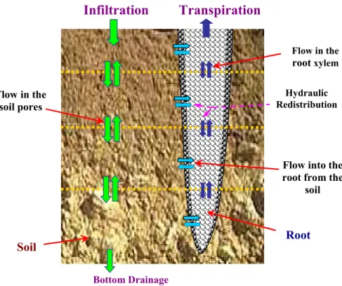 Fig. 2. Conceptual view of the hydraulic redistribution model as used in this study.