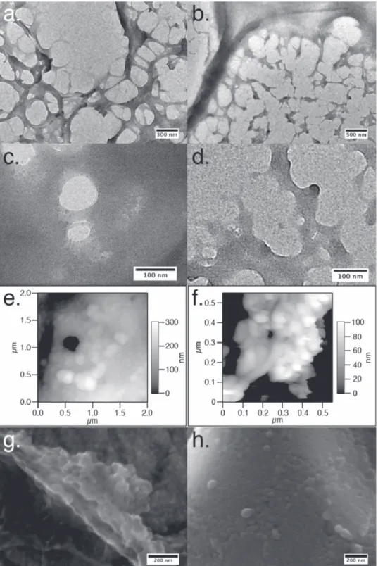 Figure 6. Nanostructure of the DCOR: TEM images of the DCOR in experiment P5, showing elongated features ( a and b ) , discrete nanoparticles ( c ) and spherical tips ( d ) ; AFM images of experiments P2 ( e ) and P6 ( f ) , and FE-SEM images of P6 ( g and