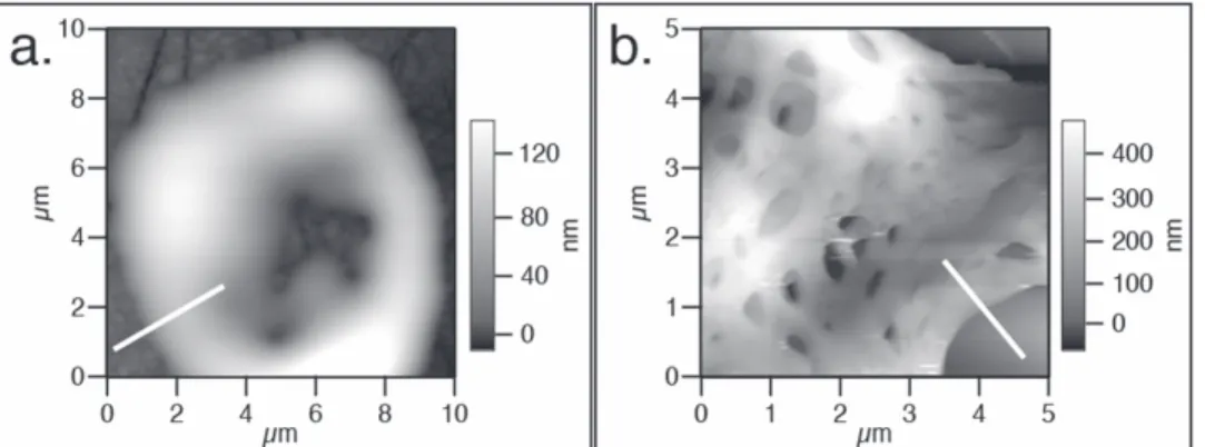 Figure 5. AFM images showing the contacts between ( a ) MCOR ( experiment P6 ) and ( b ) DCOR ( experiment P2 ) and the substrate ( dark gray ) 