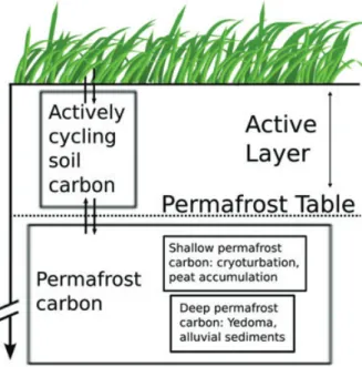 Fig. 1. Schematic of permafrost carbon cycle. Shallow permafrost carbon is likely to be the most vulnerable to deepening of active layers with warming, whereas deeper permafrost carbon may be vulnerable as well due to processes such as thermokarst or micro