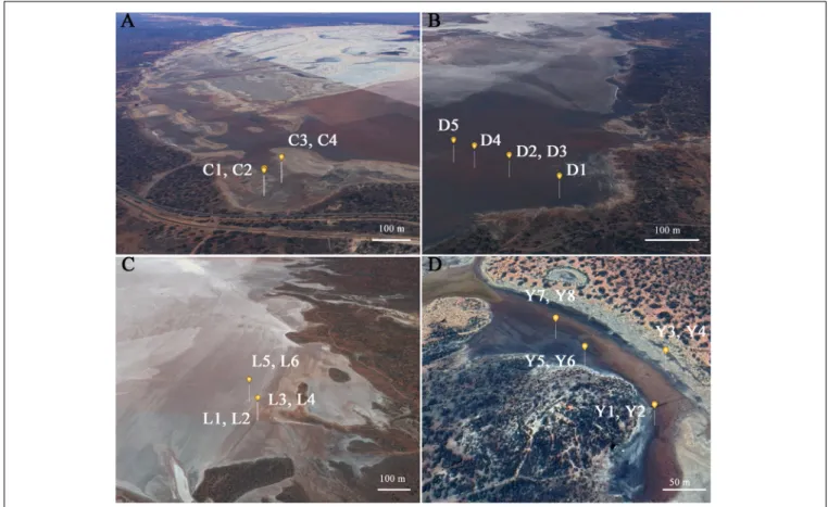 FIGURE 2 | Detailed view from the specific sampling location per lake environment. (A) C, Lake Cowan; (B) D, Lake Dundas; (C) L, Lake Lefroy; (D) Y, Lake Yellowdine
