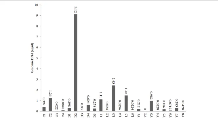 FIGURE 3 | DNA concentrations in the extracts of the sediments from lakes Cowan (C), Dundas (D), Lefroy (L), and Yellowdine (Y).