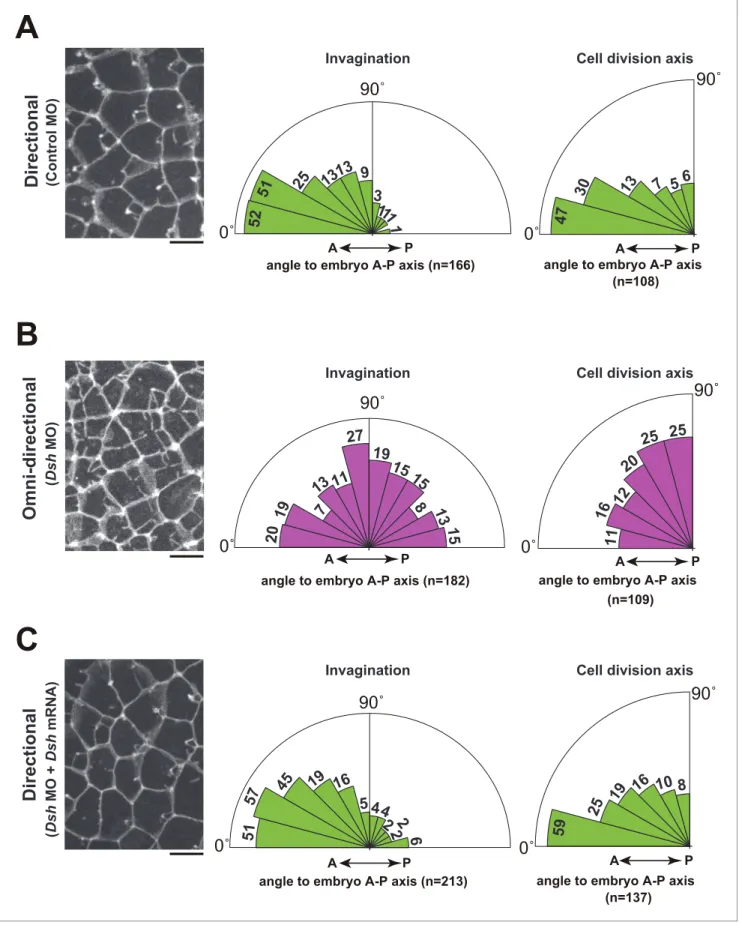 Figure 9. Depletion of Dsh resulted in the radial formation of multiple membrane invaginations and randomized the cell division axis in the 11th cell cycle epidermal cells