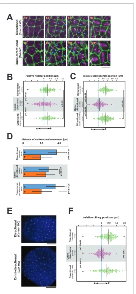 Figure 10. The centrosome dynamics is highly correlated with the directionality of the membrane invagination