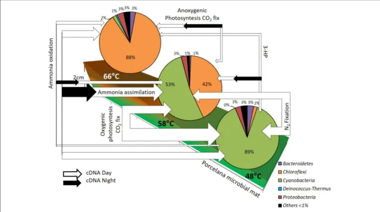 FIGURE 6 | Reconstruction of the diurnal changes in active carbon and nitrogen pathways, based in metatranscriptomics analysis, along the temperature gradient in Porcelana microbial mat dominated by Chloroflexi and Cyanobacteria (pie charts)
