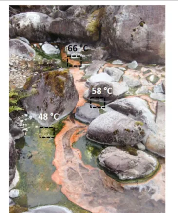 FIGURE 1 | Porcelana hot spring and the pigmented microbial mats growing along the temperature gradient