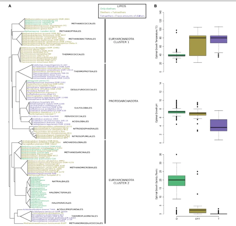 FIGURE 3 | Plasma membranes containing both di- and tetraether lipids are widespread in Archaea